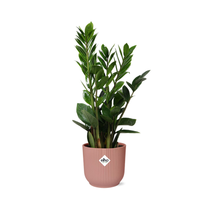 Zamioculcas – Height 45-50 cm in ELHO Vibes Fold 14 cm pink | The indestructible classic – Easy maintenance