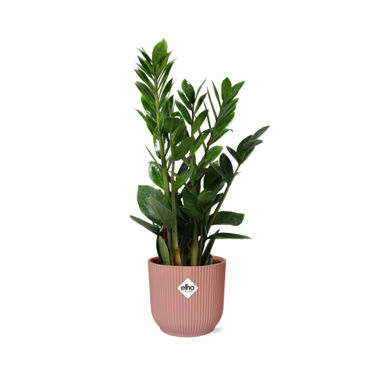Zamioculcas – Height 45-50 cm in ELHO Vibes Fold 14 cm pink | The indestructible classic – Easy maintenance