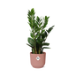 Zamioculcas – Height 45-50 cm in ELHO Vibes Fold 14 cm pink | The indestructible classic – Easy maintenance