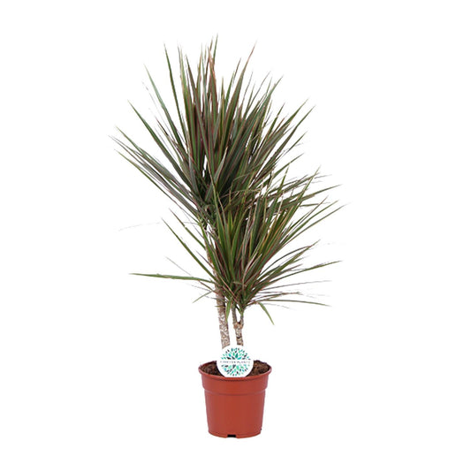 Dracaena Bicolor – Ø17 cm – ↕75 cm