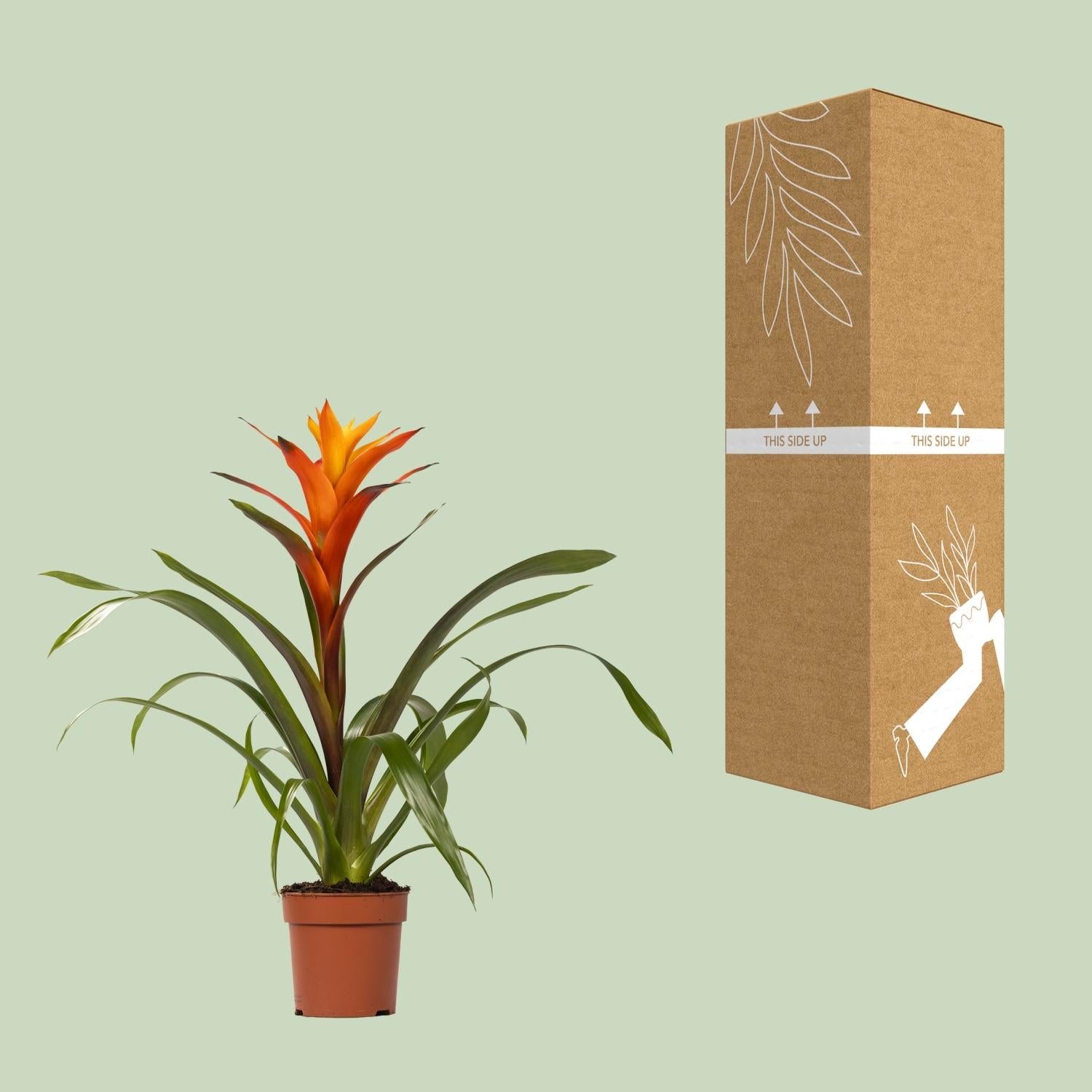 Guzmania Variada – Ø12cm ↕50cm | Easy maintenance