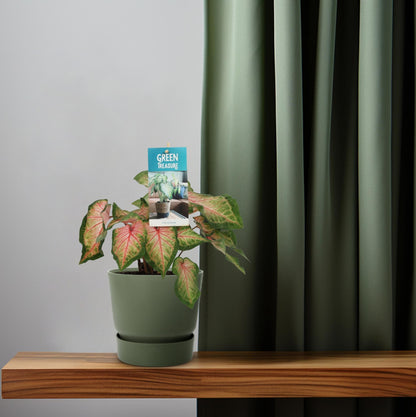 Caladium Pink - Ø12cm - ↕25cm | The Candy Crush – Challenging Maintenance