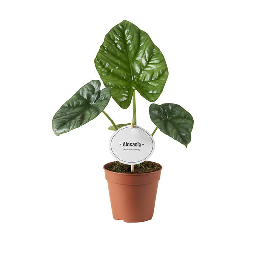 Alocasia Lukiwan – Ø12cm ↕20cm | Average maintenance