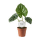Alocasia Lukiwan – Ø12cm ↕20cm | Average maintenance