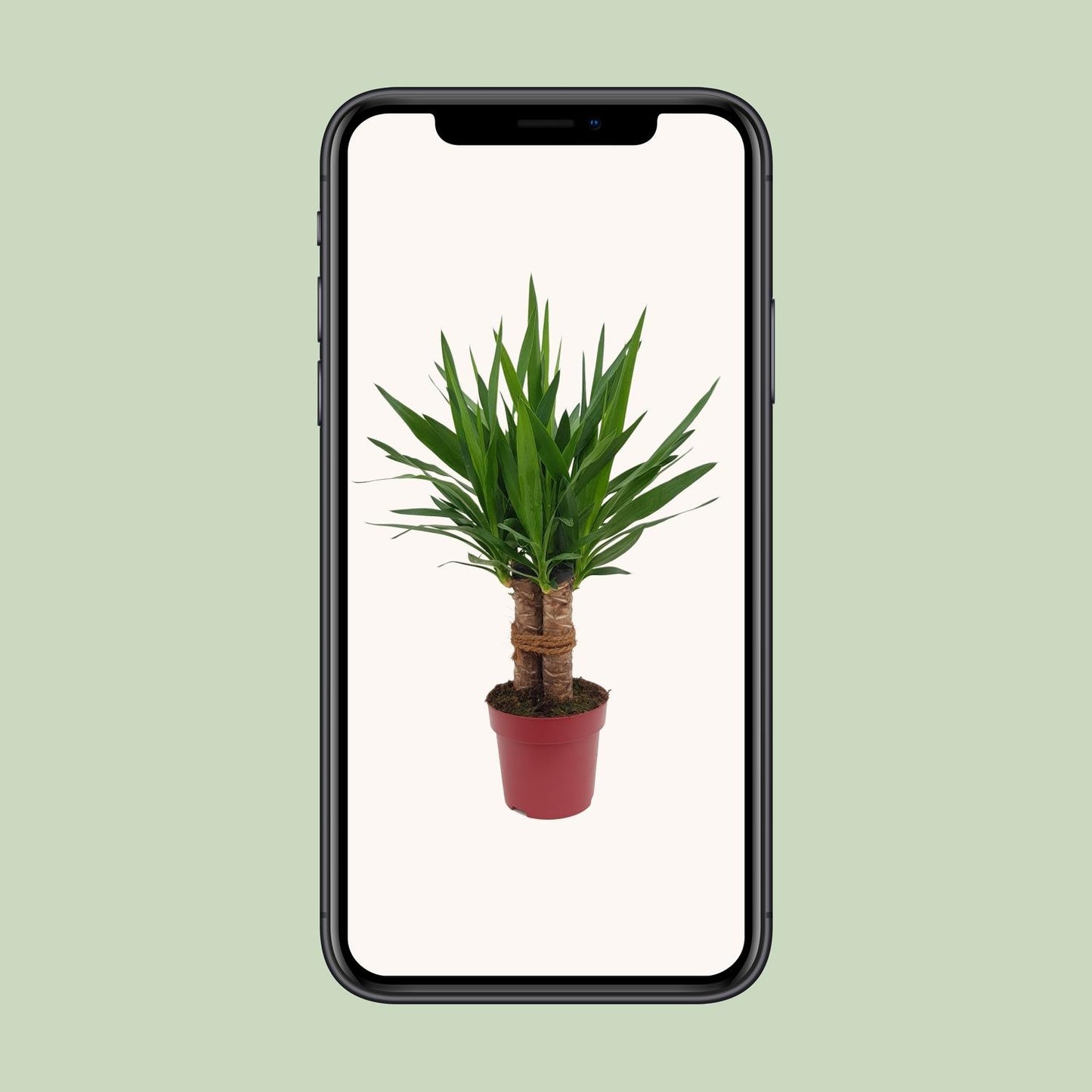 Yucca “Tres Cañas” – Ø19cm ↕70cm | Easy maintenance