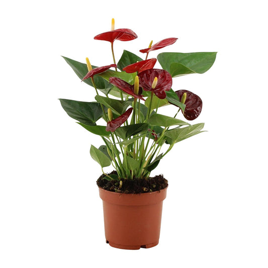 Anthurium 'Calon' (transparent sleeve) – Ø12cm ↕36cm | Average maintenance