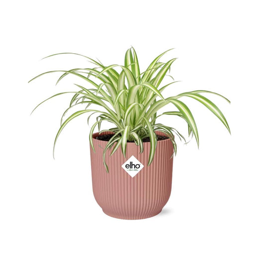 Chlorophytum comosum 'Variegatum' in ELHO Vibes Fold 14cm pink | Swinging shoots – Easy care