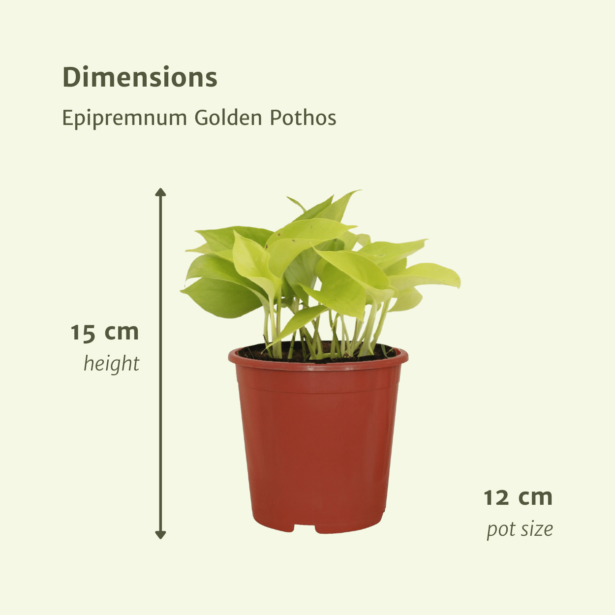 Epipremnum Golden Pothos – 4 pieces – Ø12cm ↕15cm | Easy maintenance