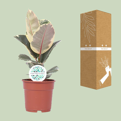 Ficus Elastica Tineke - Ø17cm - ↕50cm | The cappuccino variegata – Average maintenance