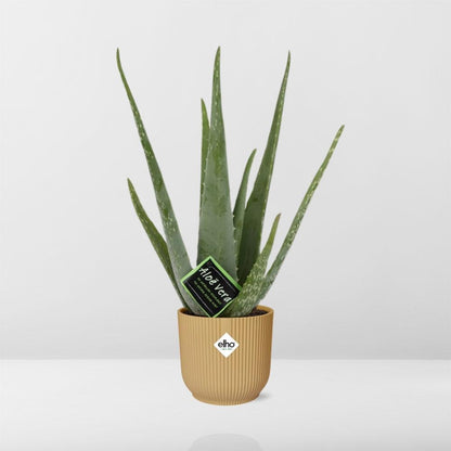 Aloe Vera 12cm in ELHO Vibes Fold 14cm yellow | The down-to-earth nurse – Easy maintenance