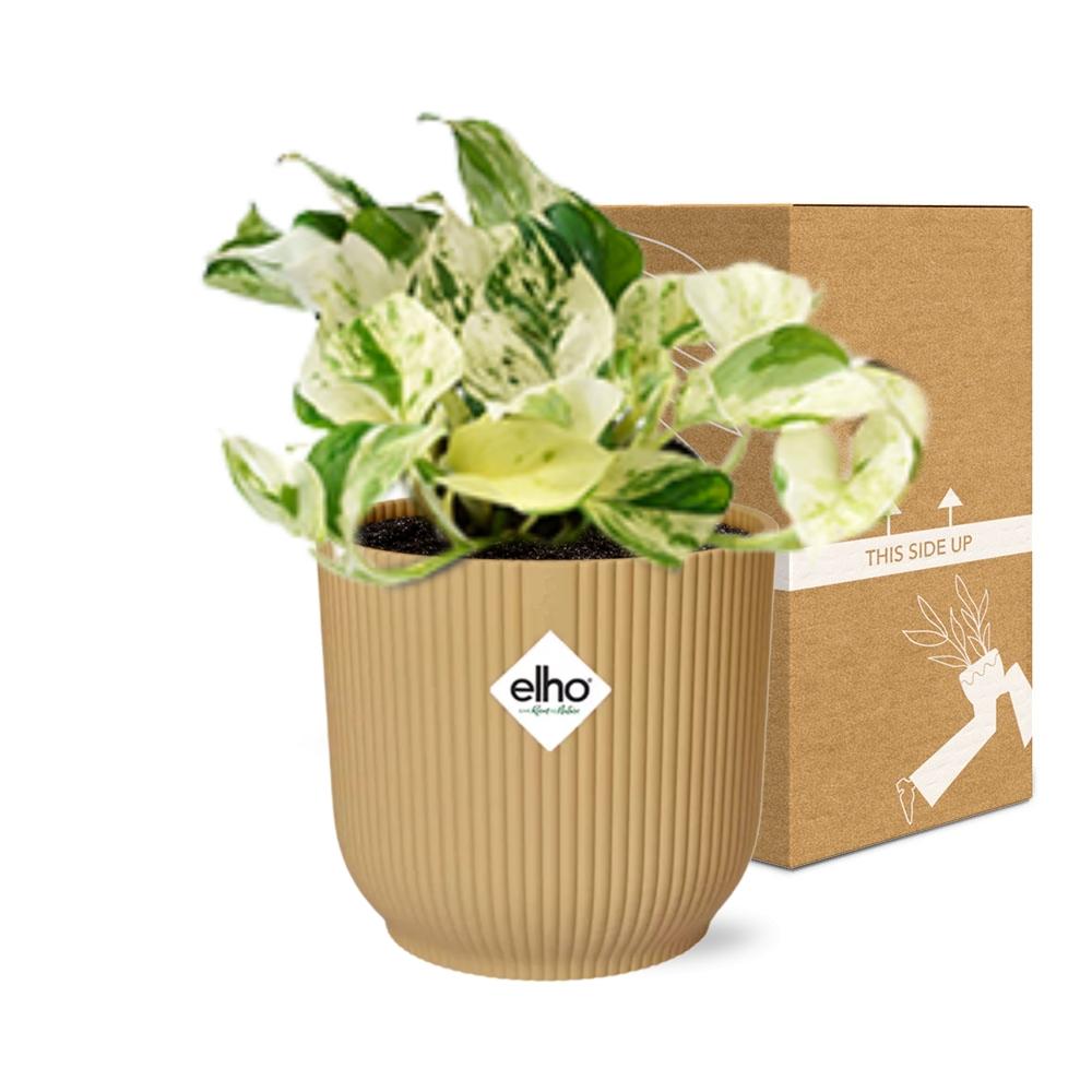 Epipremnum Pinnatum 'Happy Leaf' in ELHO Vibes Fold 14cm yellow | Happy Leaf Bunch – Easy Care