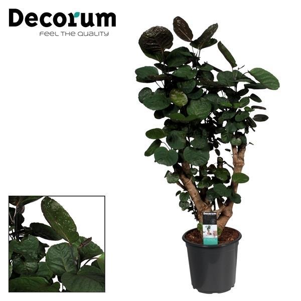 Polyscias Fabian – Ø21cm ↕95cm | The urban bonsai without drama – Average maintenance