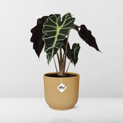 Alocasia 'Polly' in ELHO Vibes Fold 14 cm yellow