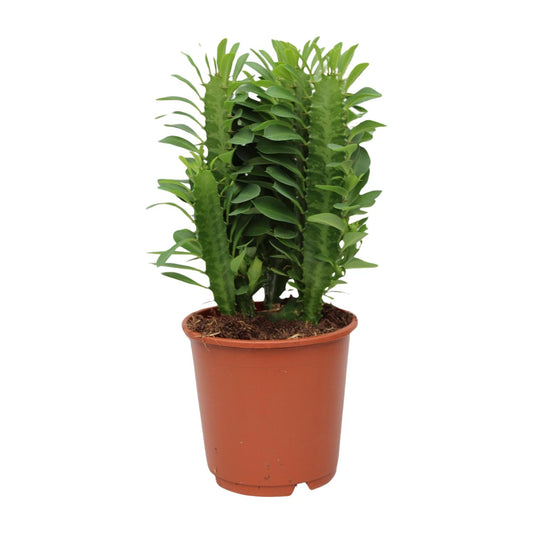 Euphorbia trigona (African Milk Tree) – Ø12cm ↕40cm | Easy maintenance