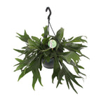 Platycerium Bifurcatum (Staghorn Fern) – Ø21cm ↕50cm | Average maintenance