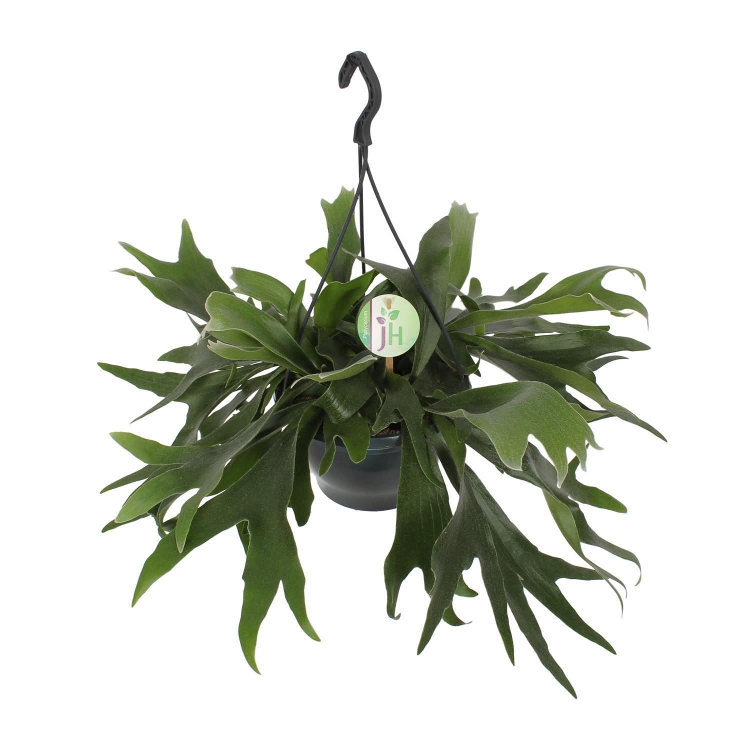 Platycerium Bifurcatum (Staghorn Fern) – Ø21cm ↕50cm | Average maintenance