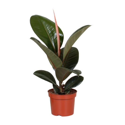 Ficus Elastica Robusta (Rubber Plant) – Ø12cm ↕35cm | Easy maintenance