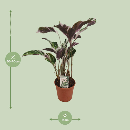 Calathea Fusion White Basic - Ø14cm - ↕40cm | The variegata diva – Challenging maintenance