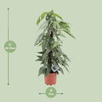 Epipremnum pinnatum ‘Cebu Blue’ - Ø17cm - ↕65cm | De skyline-klimmer – Makkelijk onderhoud