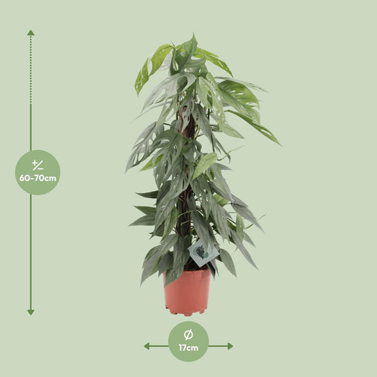 Epipremnum pinnatum 'Cebu Blue' - Ø17cm - ↕65cm | The skyline climber – Easy maintenance