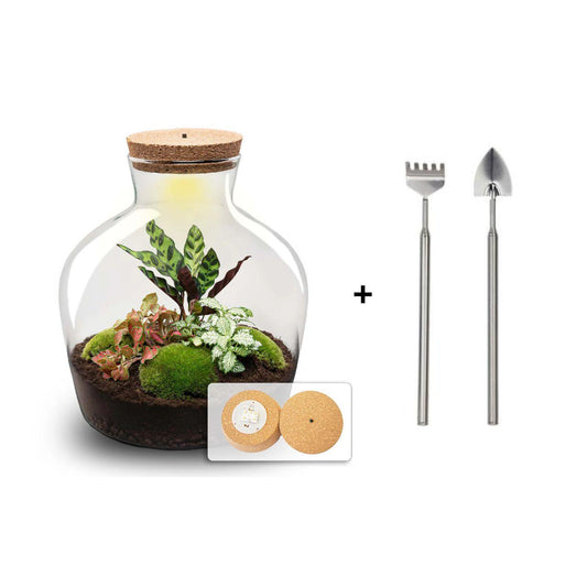 🪴🛠️ DIY Terrarium Fat Joe Red – 30 cm – Including rake &amp; shovel