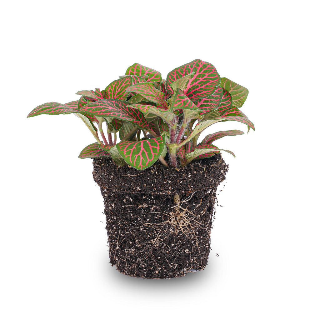 Fittonia Red – Ø8cm ↕10cm | Gemiddeld onderhoud