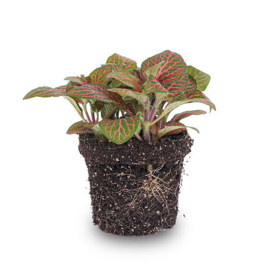 Fittonia Red – Ø8cm ↕10cm | Average maintenance