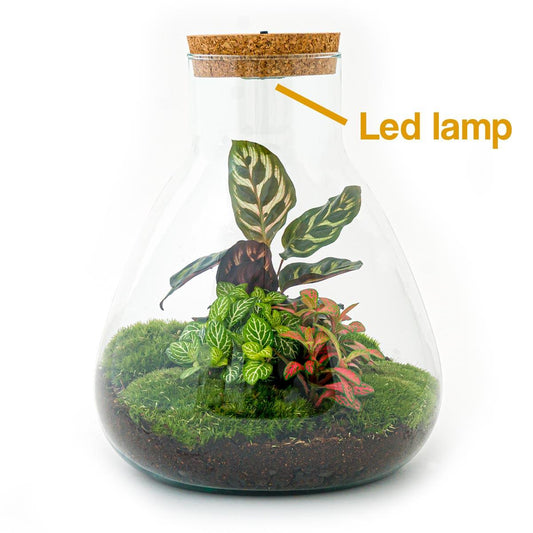 🌿💡🛠️ DIY Terrarium Sam – Calathea – Met lamp + harkje, schepje & pincet – 30 cm