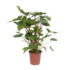 Homalomena Rubescens 'Maggy' – Ø24cm ↕90cm | Average maintenance