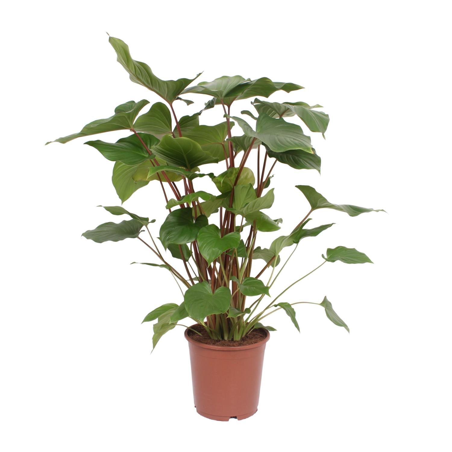 Homalomena Rubescens 'Maggy' – Ø24cm ↕90cm | Average maintenance
