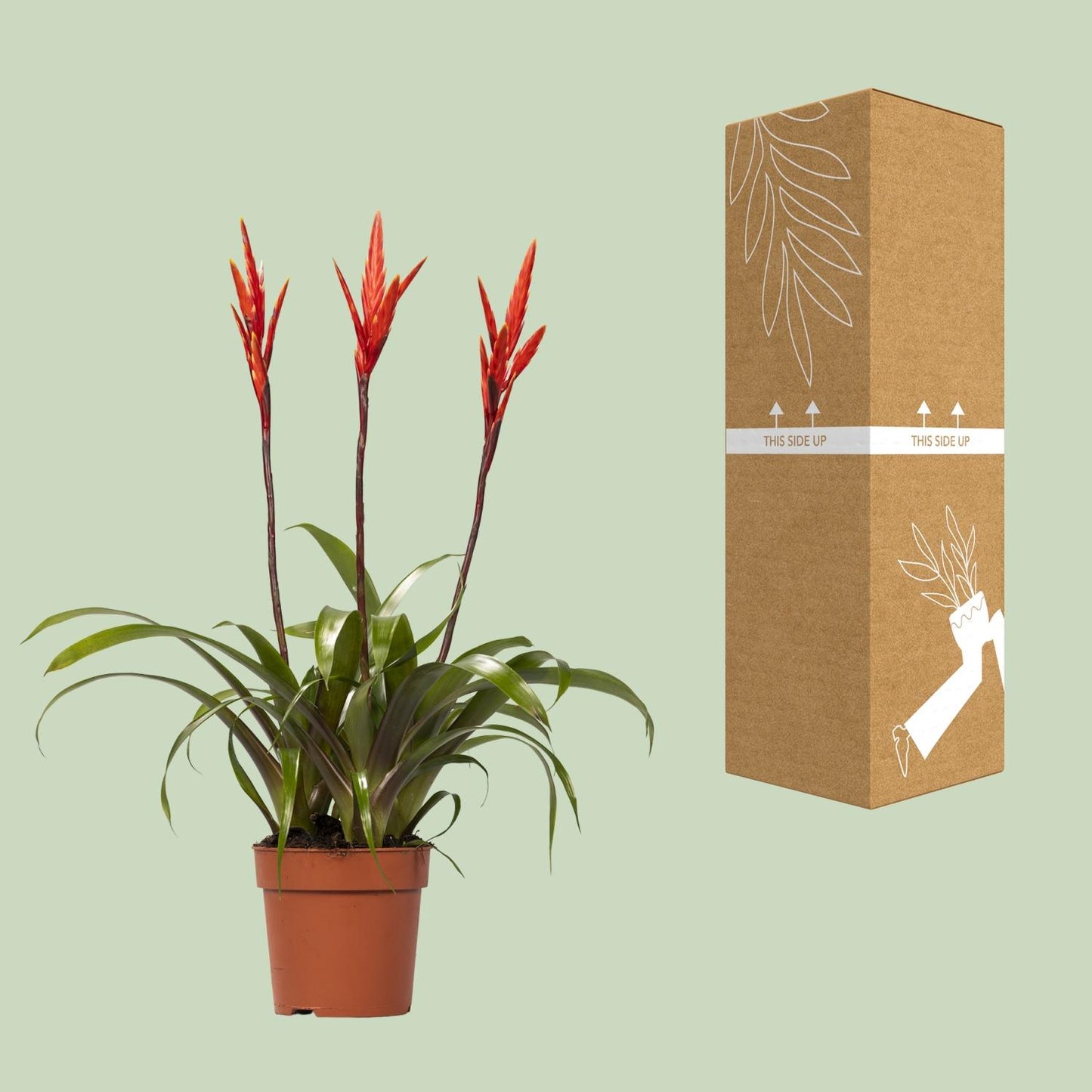 Vriesea Elan Tuft – Ø12cm ↕55cm | Easy maintenance