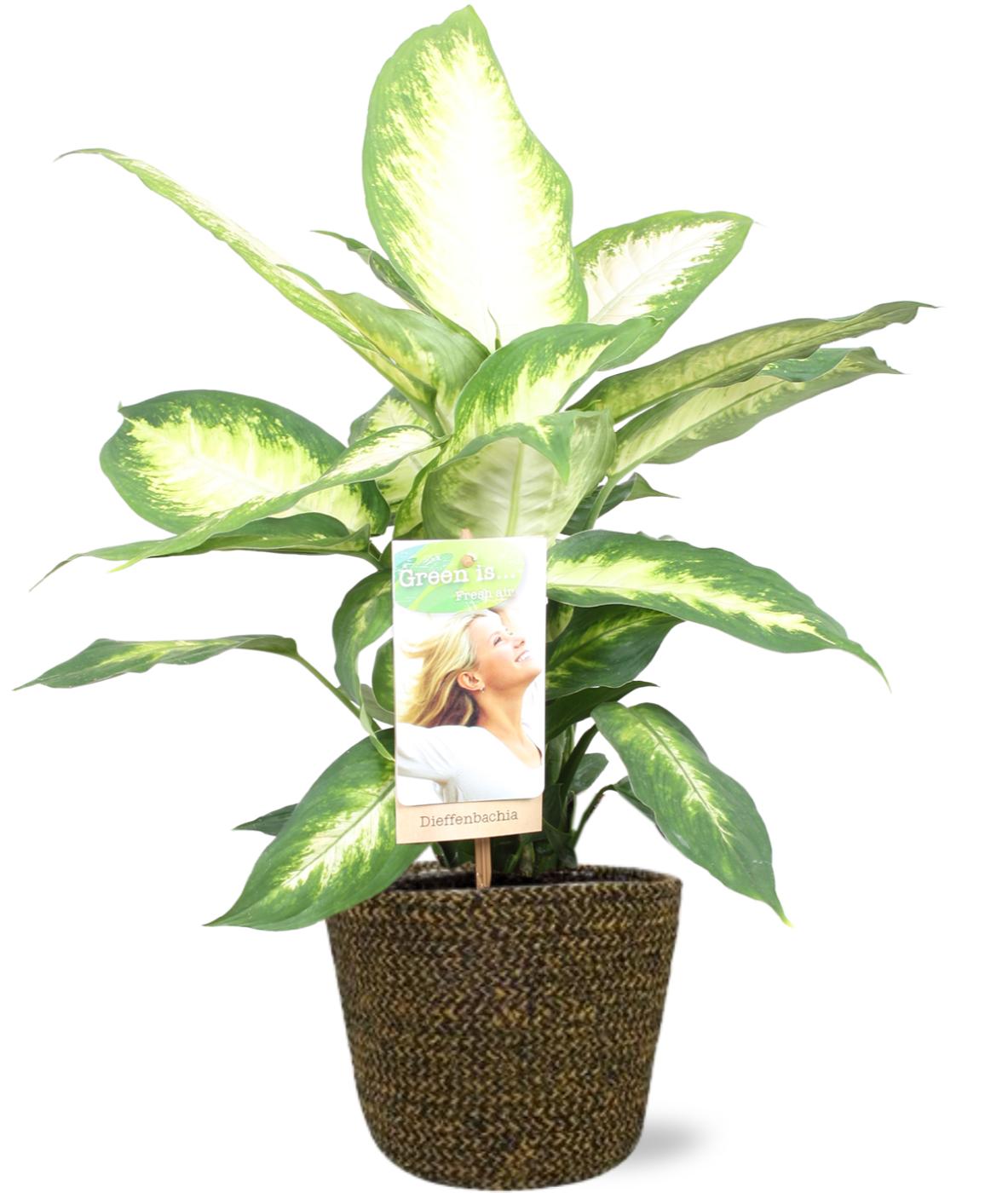 Dieffenbachia Camilla + Selin Pot Black – Ø17cm ↕45cm | Average maintenance