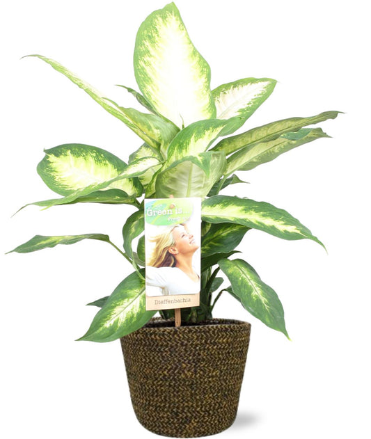 Dieffenbachia Camilla + Selin Pot Black – Ø17cm ↕45cm | Average maintenance
