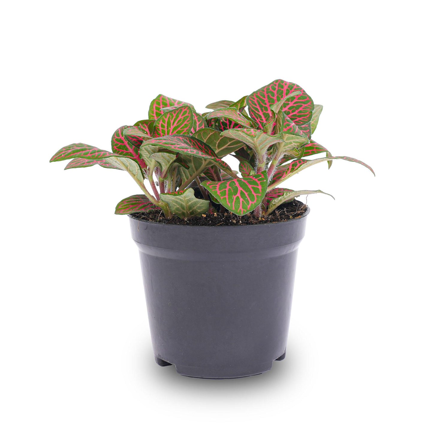 Fittonia Red – Ø8cm ↕10cm | Average maintenance