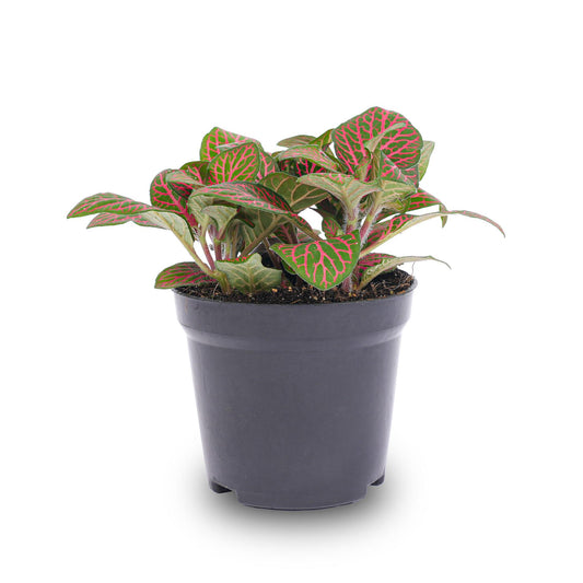 Fittonia Red – Ø8cm ↕10cm | Average maintenance