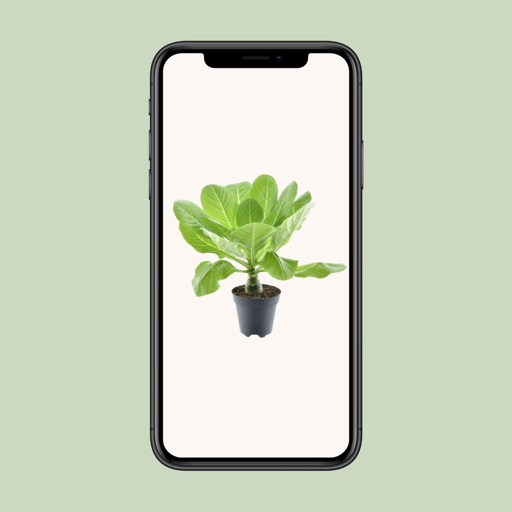Brighamia insignis ‘Hawaii Palm’ P12 – Ø12cm ↕37cm | Gemiddeld onderhoud