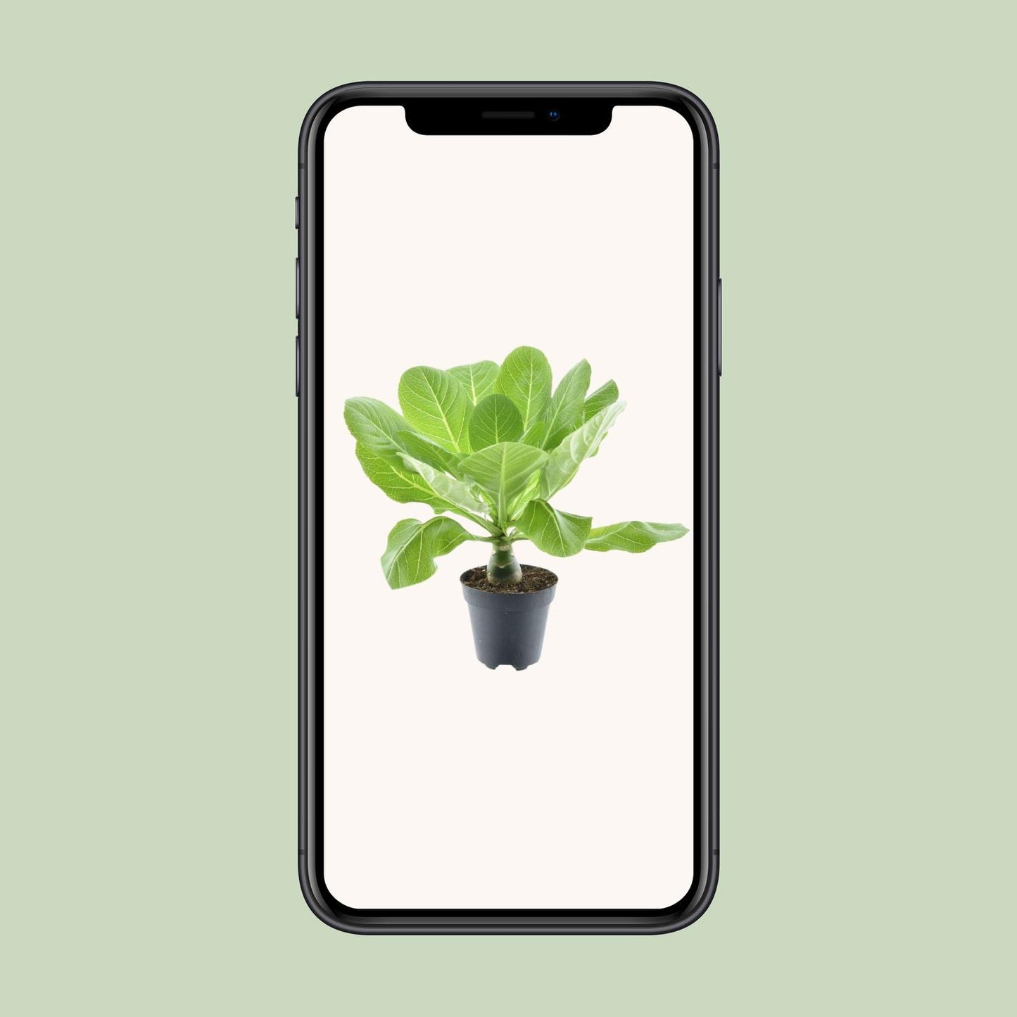 Brighamia insignis 'Hawaii Palm' P12 – Ø12cm ↕37cm | Average maintenance
