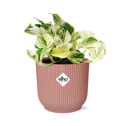 Epipremnum Pinnatum Happy Leaf in ELHO Vibes Fold 14 cm pink