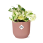 Epipremnum Pinnatum Happy Leaf in ELHO Vibes Fold 14 cm pink