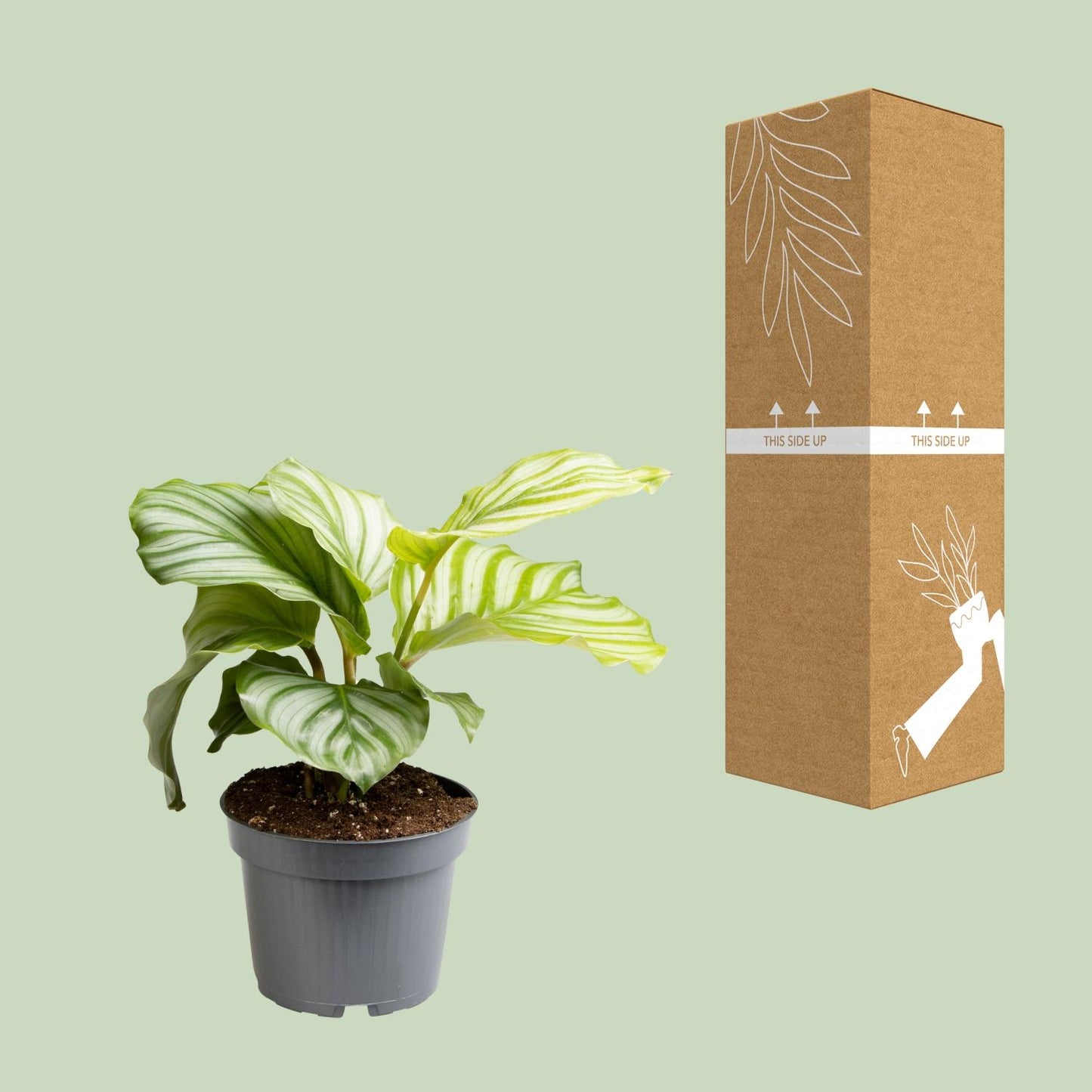 Calathea Orbifolia - Ø12cm - ↕25cm | The Zen Peacock Fan – Challenging Maintenance