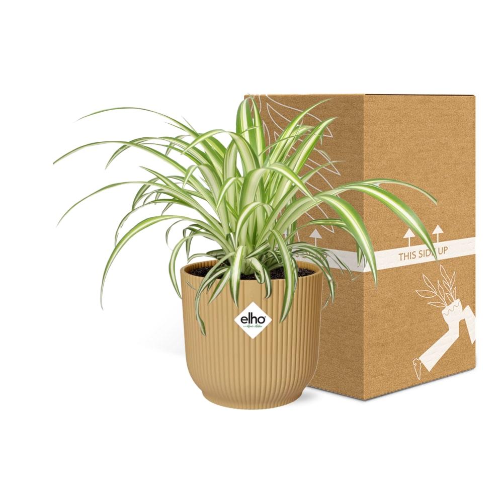 Chlorophytum Comosum Variegatum in ELHO Vibes Fold 14 cm yellow