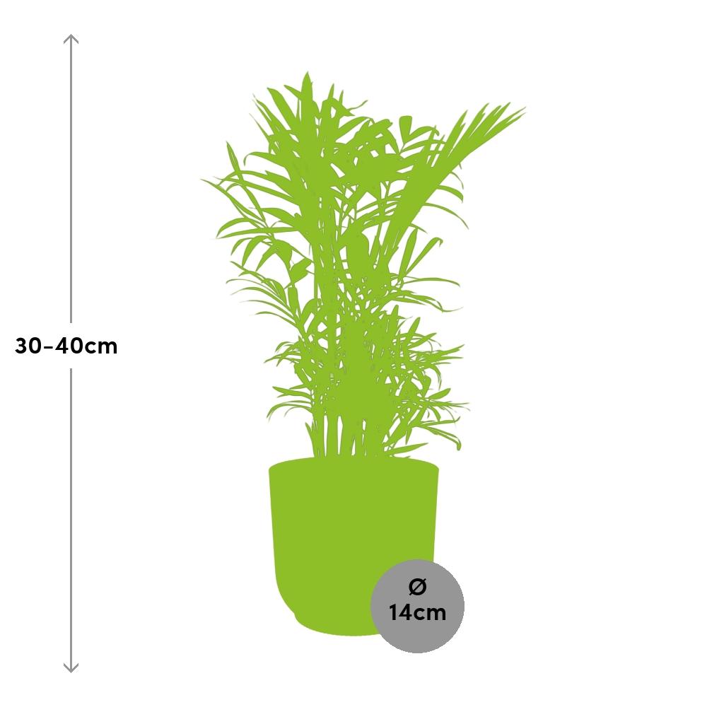 Chamaedorea elegans in ELHO Vibes Fold 14cm yellow | Mini palm, maxi vibes – Easy care