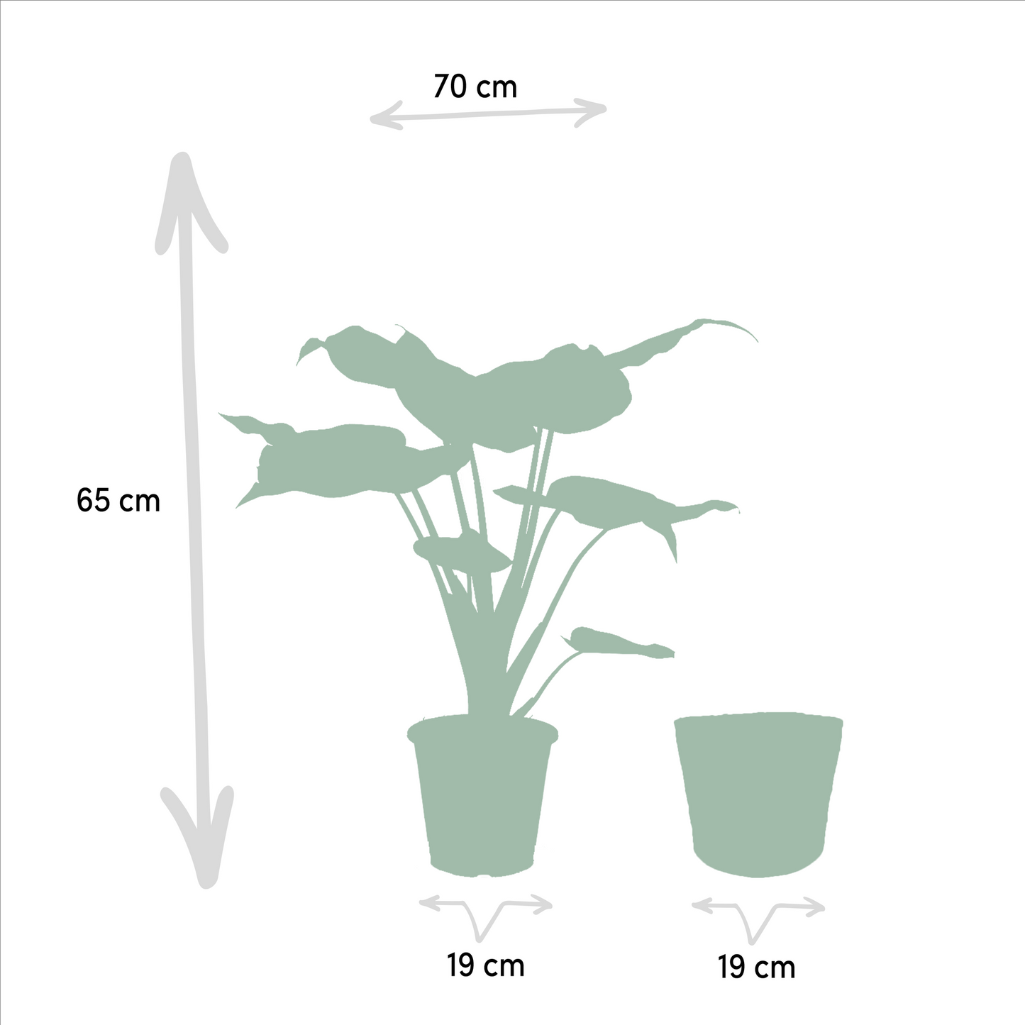 Alocasia Cucullata (Elephant Ear) – Ø19cm ↕65cm + Basket Selin | Average maintenance