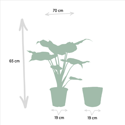 Alocasia Cucullata (Elephant Ear) – Ø19cm ↕65cm + Basket Selin | Average maintenance