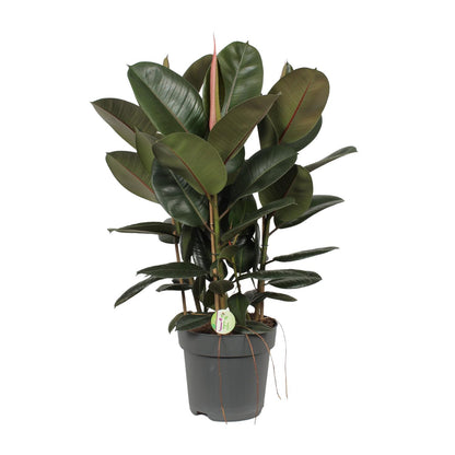 Ficus Robusta (Rubber Plant) – Ø27cm ↕90cm | Easy maintenance