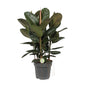 Ficus Robusta (Rubber Plant) – Ø27cm ↕90cm | Easy maintenance