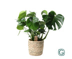 Monstera in Basket Palmleaf – Ø21cm ↕60cm | Average maintenance