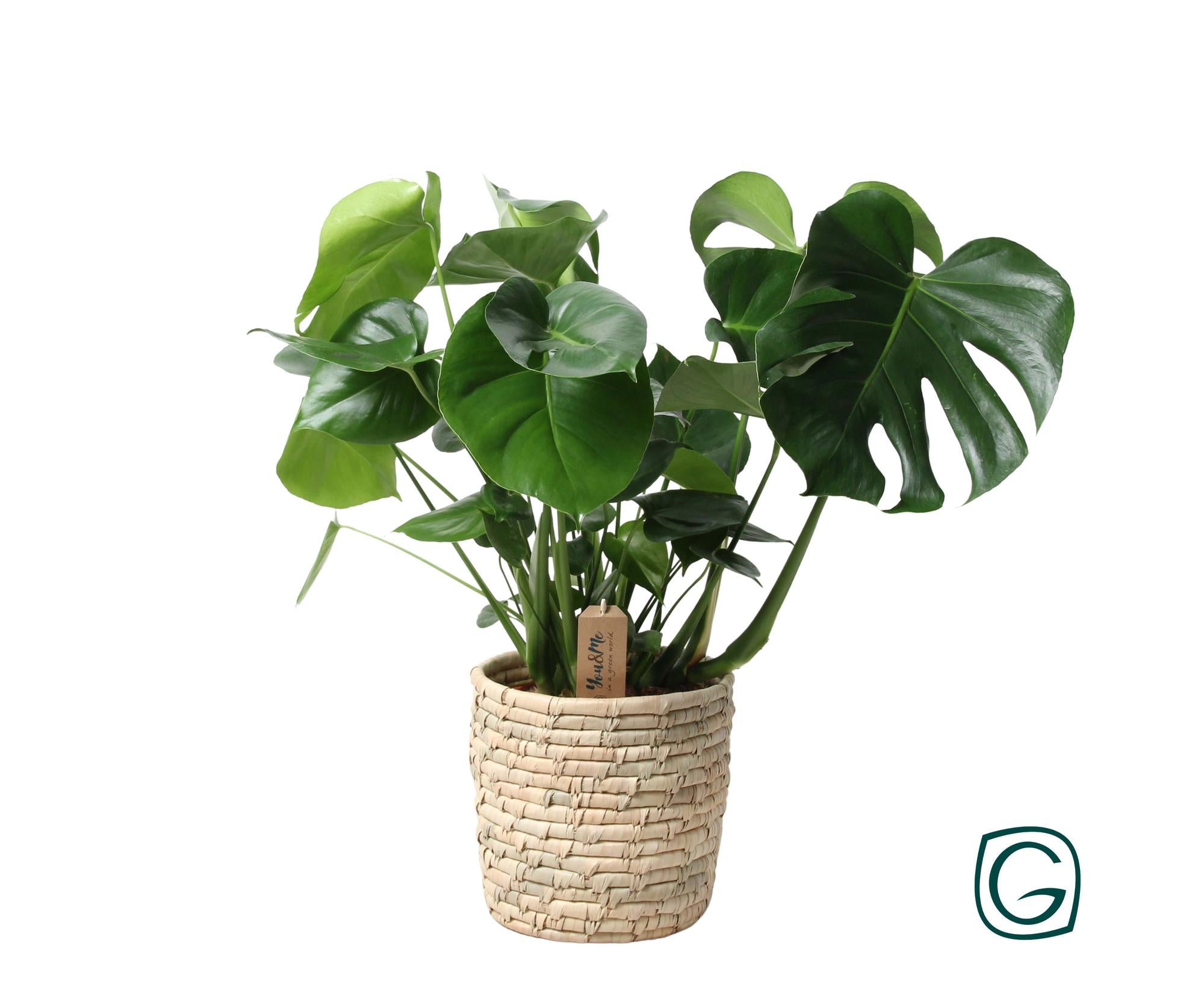 Monstera in Basket Palmleaf – Ø21cm ↕60cm | Average maintenance