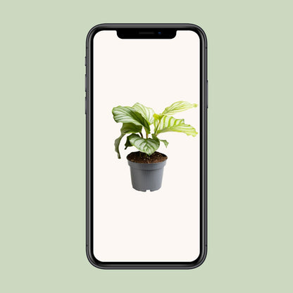 Calathea Orbifolia - Ø12cm - ↕25cm | The Zen Peacock Fan – Challenging Maintenance