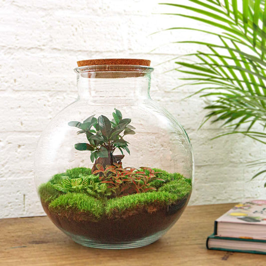 🌿 DIY Terrarium Bolder Bob – Bonsai – 30 cm
